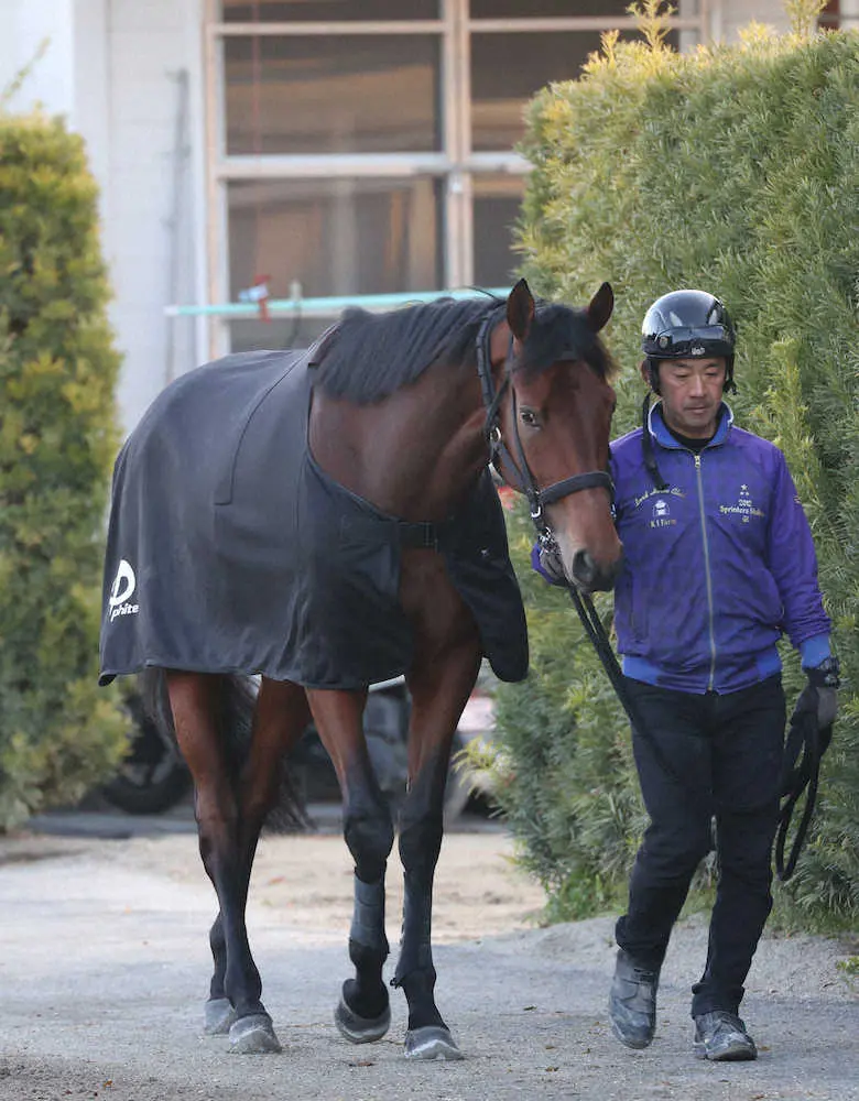 厩舎周りで運動するダノンザキッド（撮影・亀井　直樹