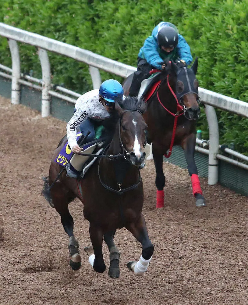 ＜NHKマイルC＞福永を背に坂路をダノンマジェスティ（右）と併せ馬で追い切るピクシーナイト