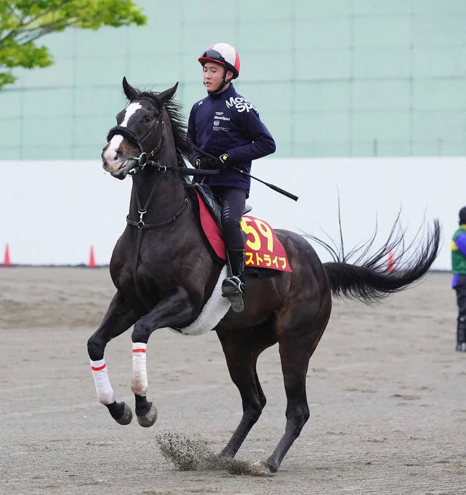 美浦トレセンで調整したストライプ（撮影・西川祐介）
