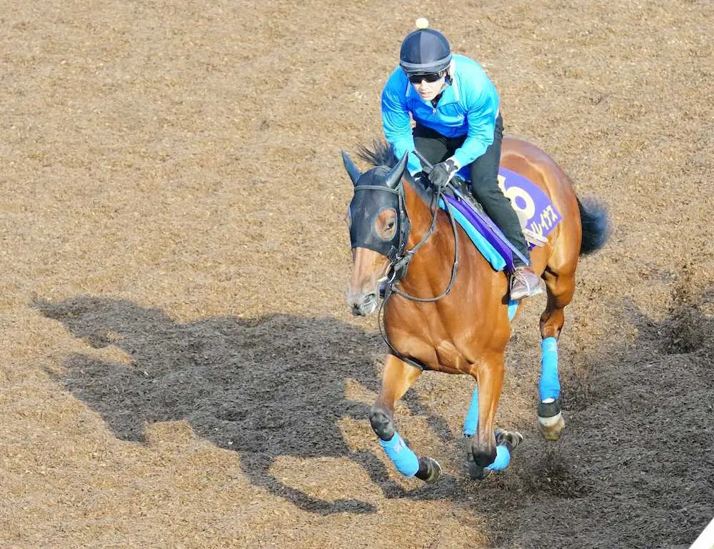 坂路で調整するサトノレイナス（撮影・村上　大輔）