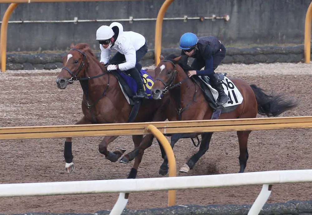 浜中を背にCWコースにて併せ馬で追い切るラーゴム＝左（撮影・亀井　直樹）
