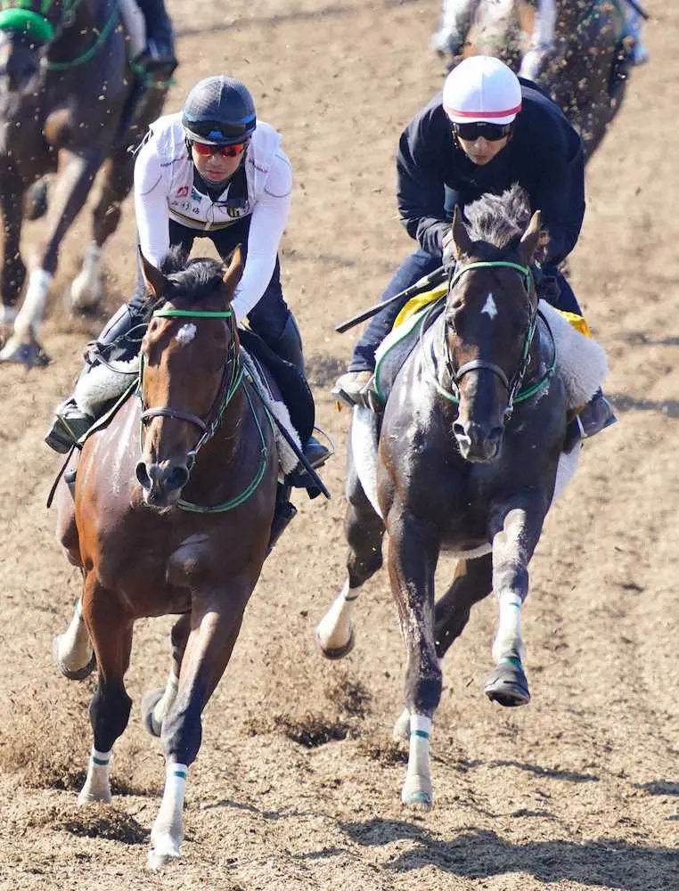 ＜エプソムC追い切り＞石橋を背に併せで追い切るザダル（右）＝撮影・村上　大輔