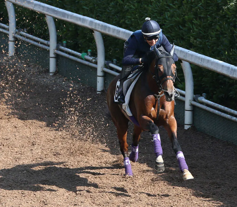 ＜エプソムC追い切り＞坂路で追い切るアドマイヤビルゴ（撮影・亀井　直樹）