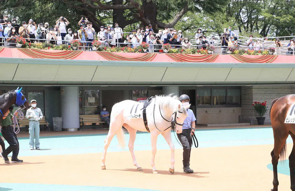 レース前、大勢のファンの注目を浴びながらパドックに現れたハイアムズビーチ（撮影・西川祐介）