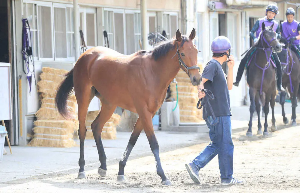 厩舎で運動する鹿戸厩舎の新馬・イモータルフェイム（撮影・西川祐介）