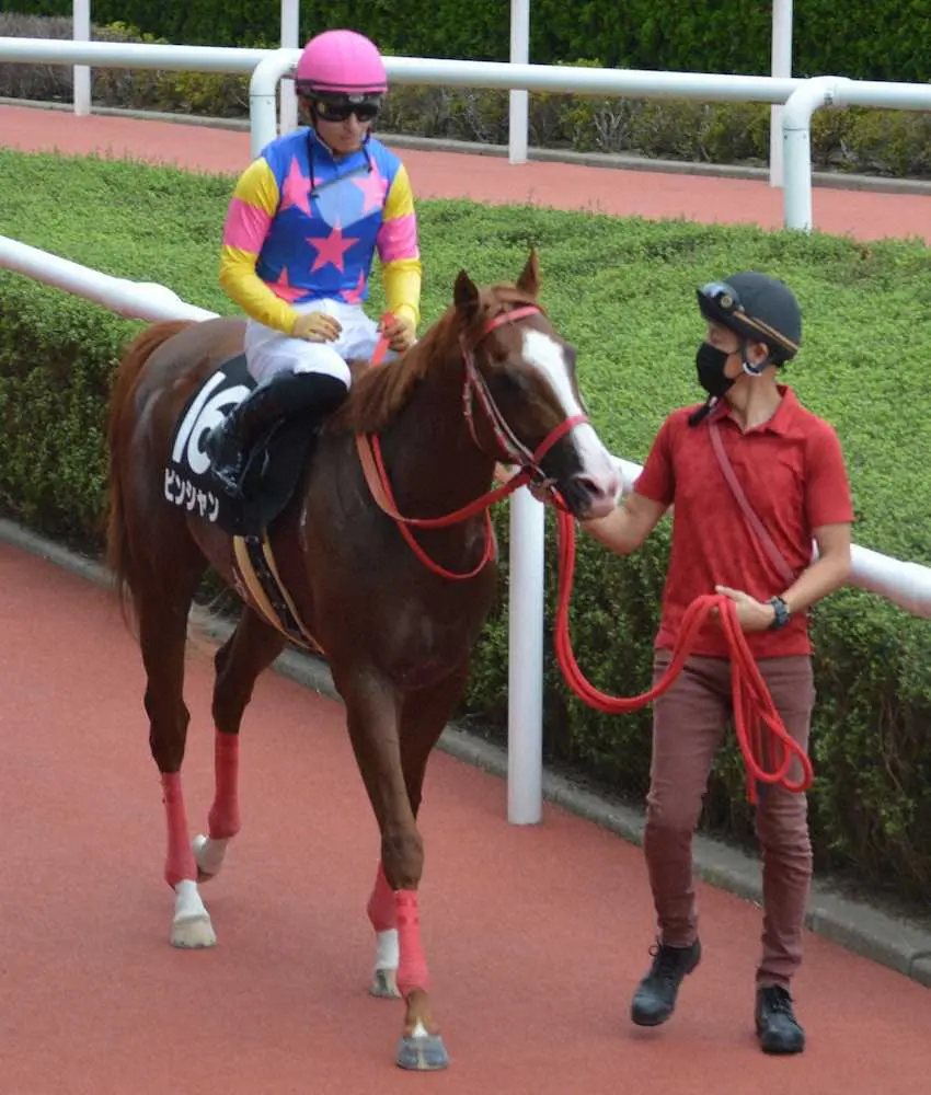 ＜阪神11R・天保山S＞逃げ切ってオープン初勝利を飾ったピンシャン