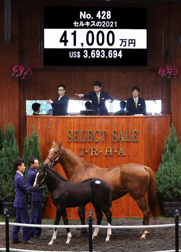 4億1000万円で落札されたセルキスの2021（（C）Japan　Racing　Horce　Association）
