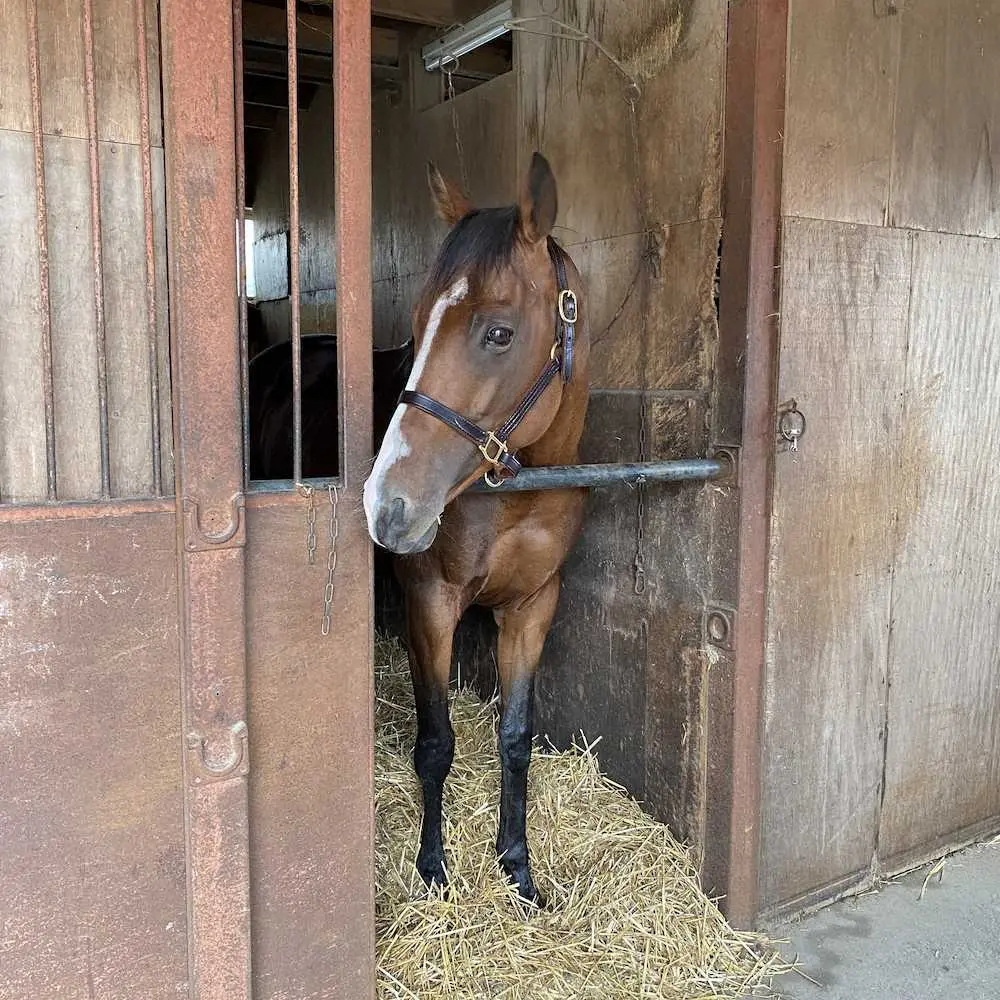 7月22日の門別競馬1Rでデビューするキセキノテイオー（荒井亜紀氏提供）