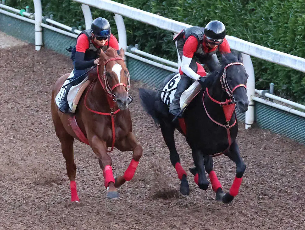 坂路にて併せ馬で追い切るグレイトゲイナー（右）（撮影・亀井　直樹）