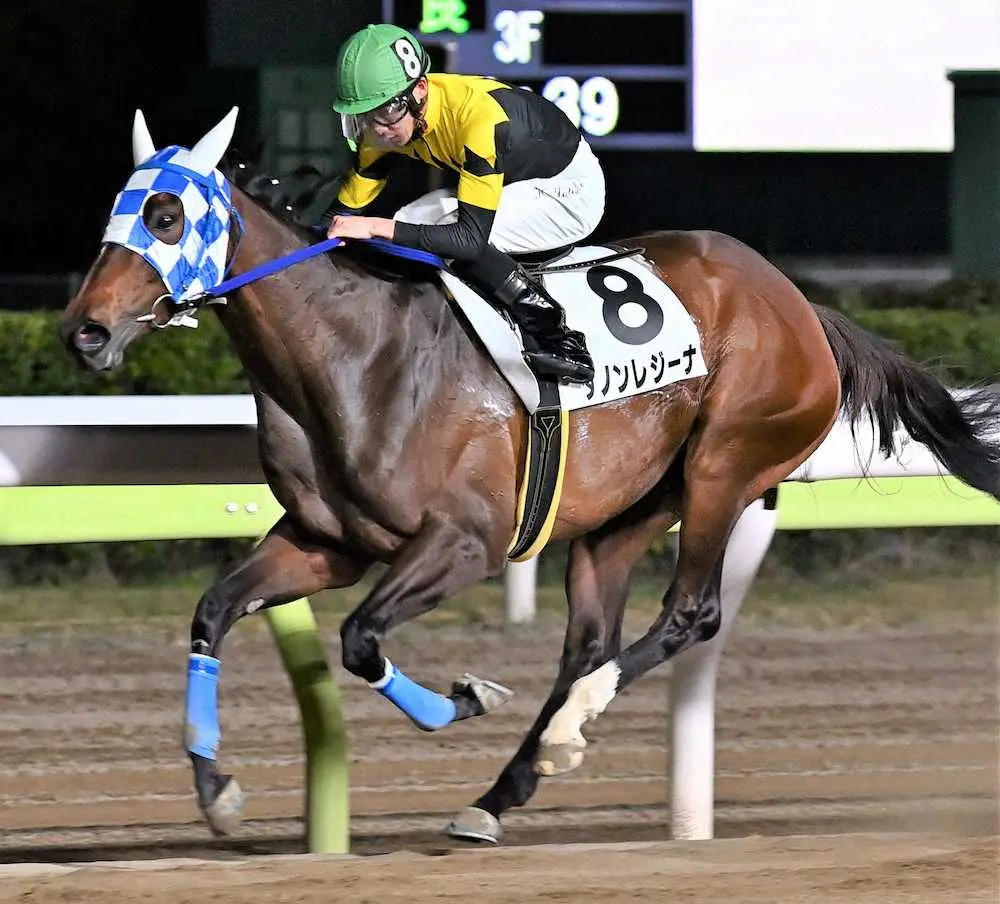 重賞連勝を狙う実力派牝馬ダノンレジーナ（TCK提供写真）