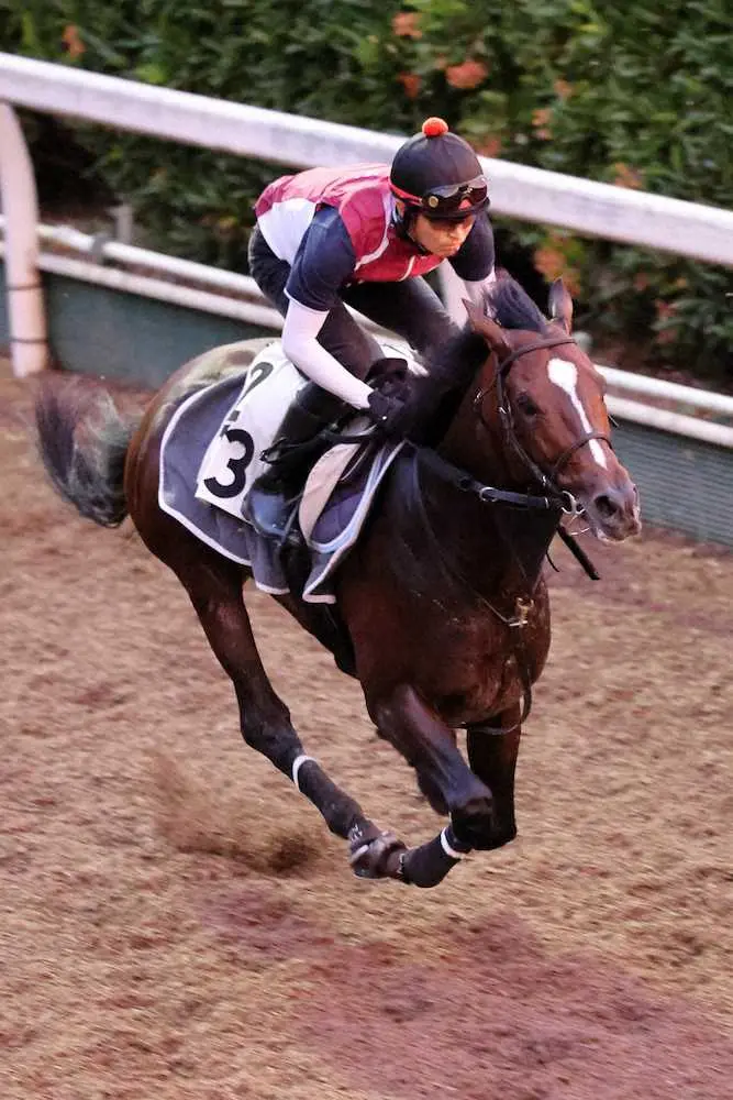 反応良く坂路を駆け上がるヴェロックス