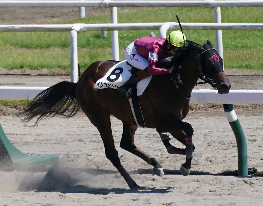 ＜新潟6R新馬戦＞レースを制したインコントラーレ（撮影・郡司　修）