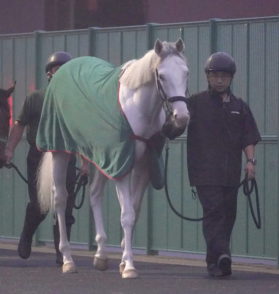 厩舎まわりで運動する白毛馬ハイアムズビーチ