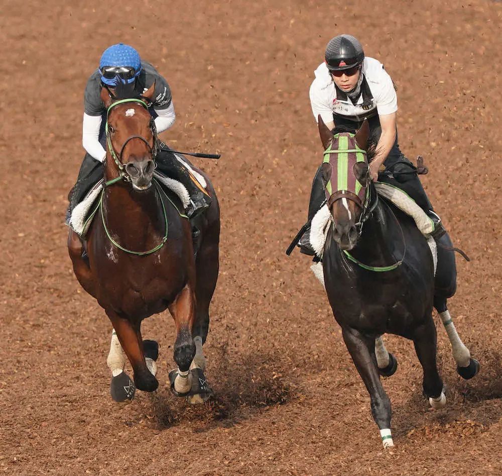 ＜セントライト記念＞Wコースでララサンスフル（右）と併せて追い切るソーヴァリアント（撮影・郡司　修）