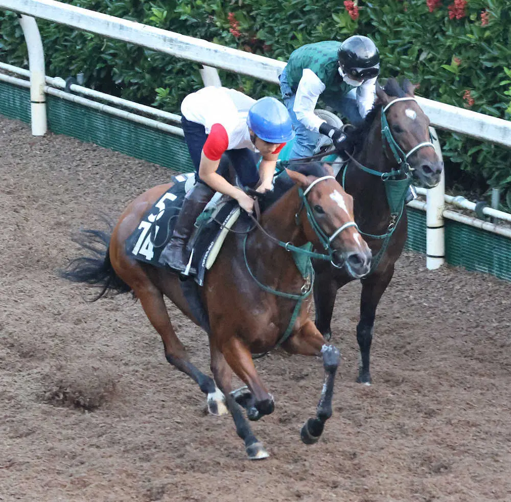 ＜ローズS＞坂路で併せて追い切るストゥーティ＝左（撮影・亀井　直樹）