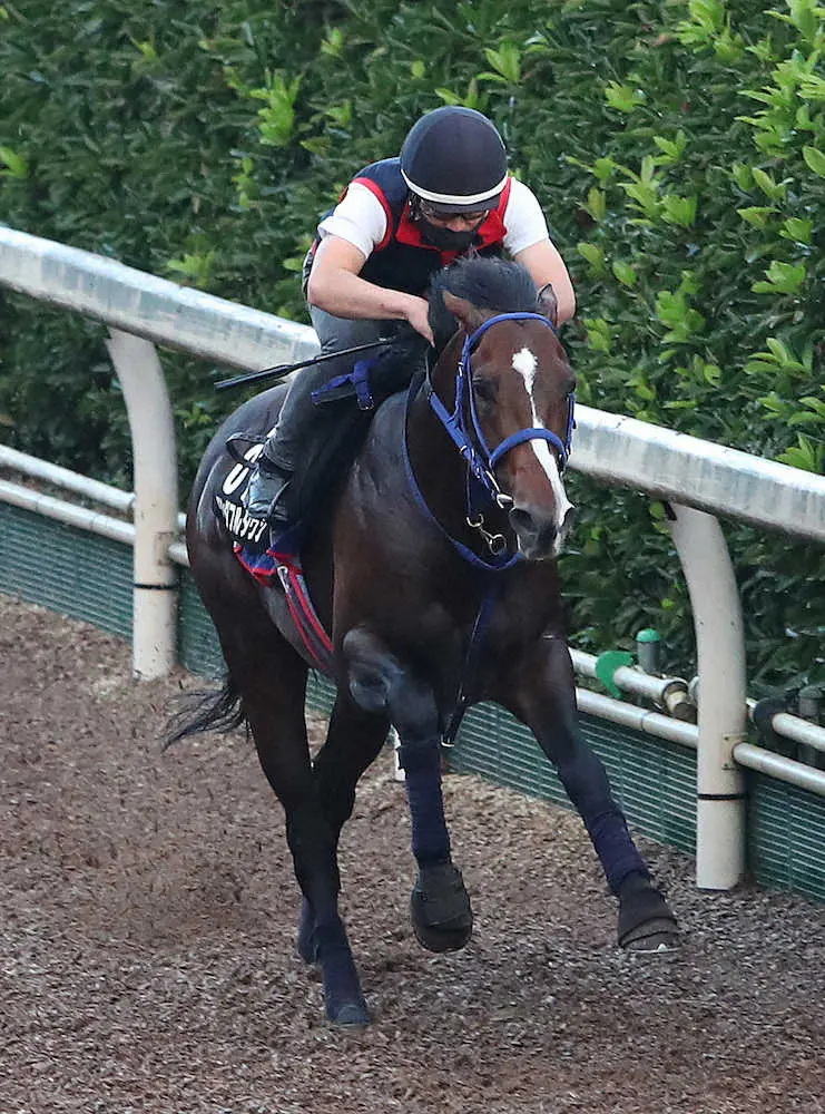＜神戸新聞杯＞坂路を単走で追い切るワンダフルタウン