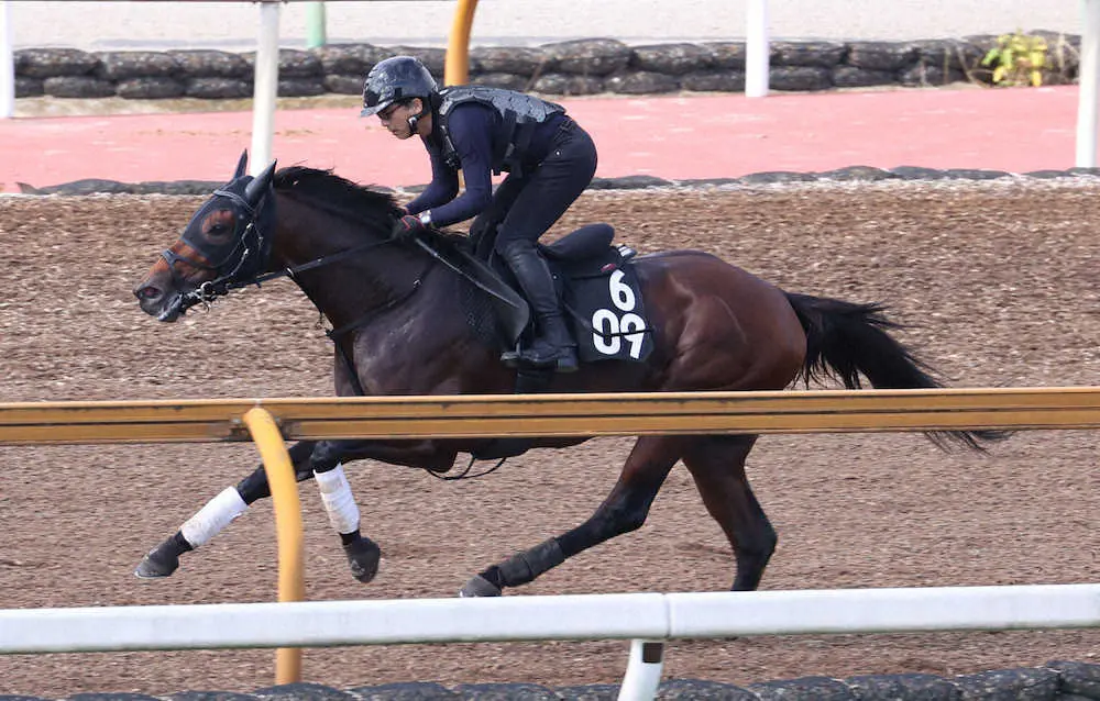 ＜神戸新聞杯＞CWコースで追い切るセファーラジエル（撮影・亀井　直樹）