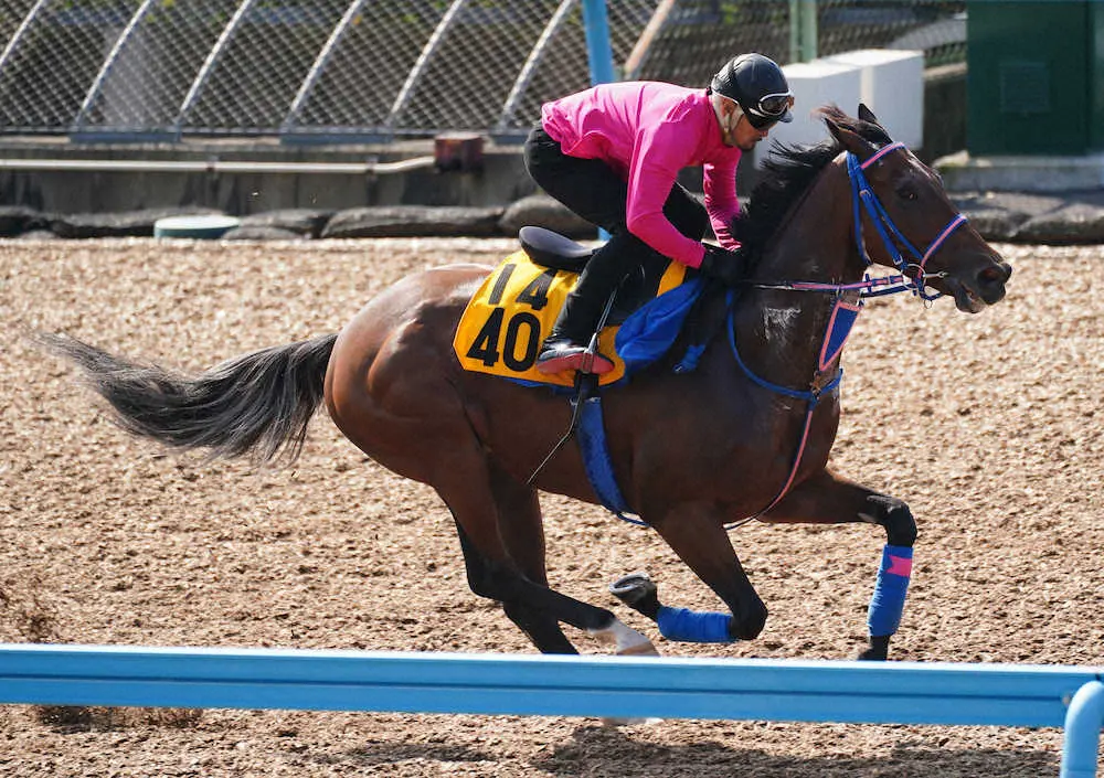 ウッドチップコースで追い切るヒュミドール（撮影・郡司　修）