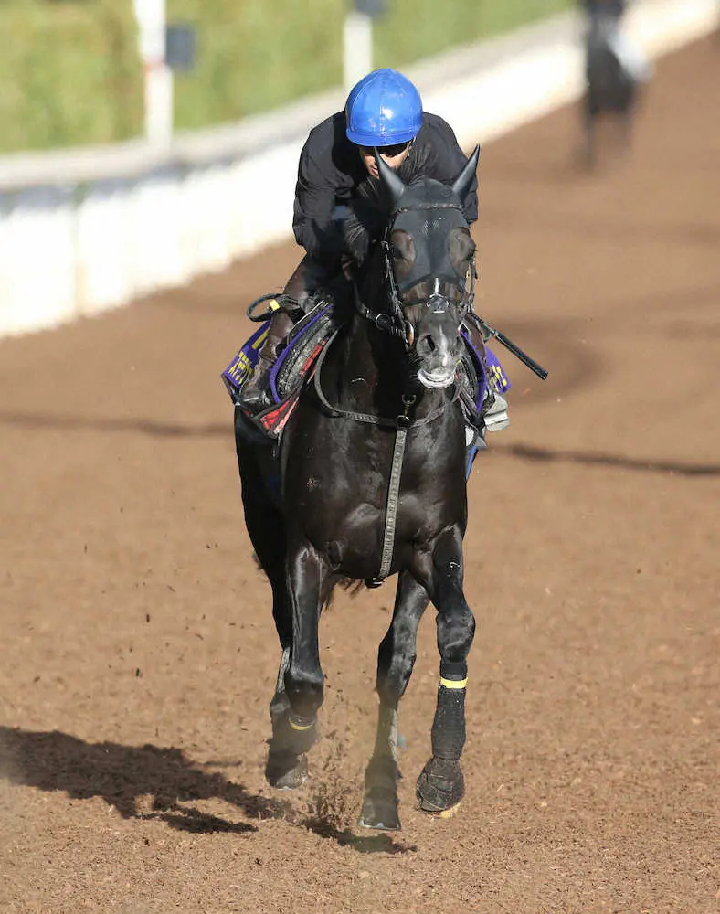 坂路にて吉田隼騎手を背に併せ馬で追い切るステラヴェローチェ（撮影・亀井　直樹）