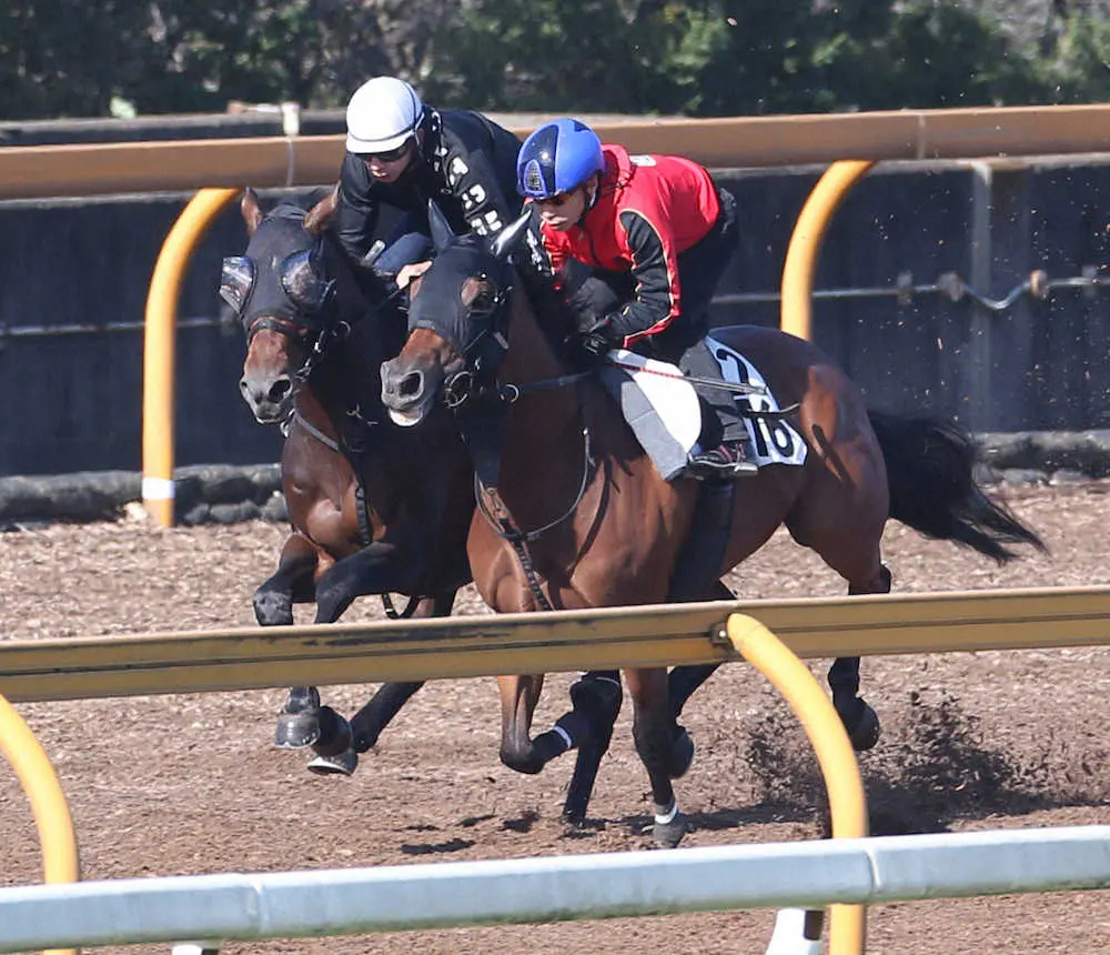CWコースにて併せ馬で追い切るモンテディオ（奥）（撮影・亀井　直樹）