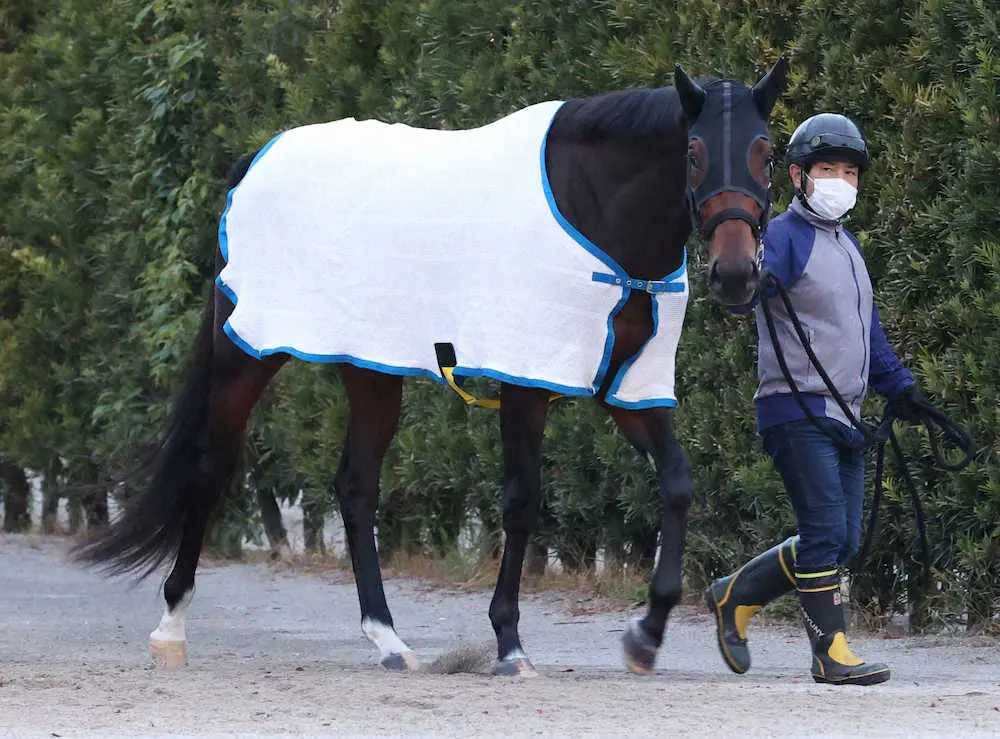 厩舎周りで運動を行うディヴァインラヴ（撮影・亀井　直樹）