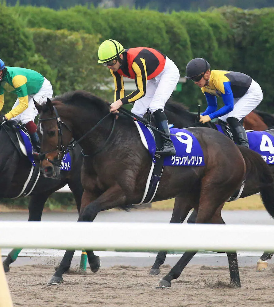 天皇賞・秋3着となったルメール騎乗のグランアレグリア（撮影・西川祐介）