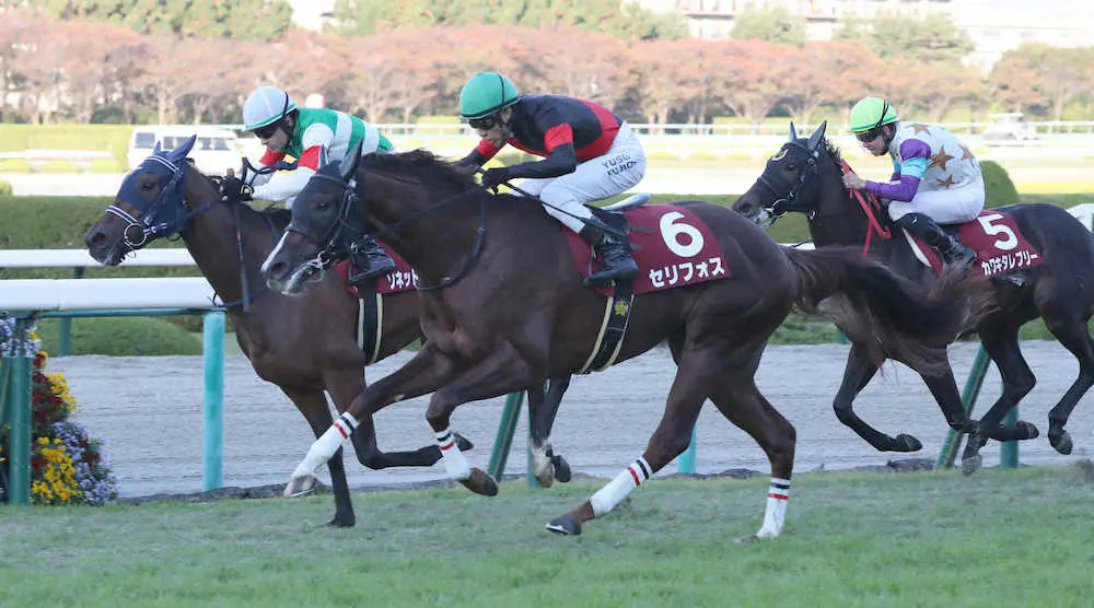 ＜阪神競馬　11Rデイリー杯2歳S＞首差でソネットフレーズ（奥）に勝利したセリフォス（6）　（撮影・奥　調）