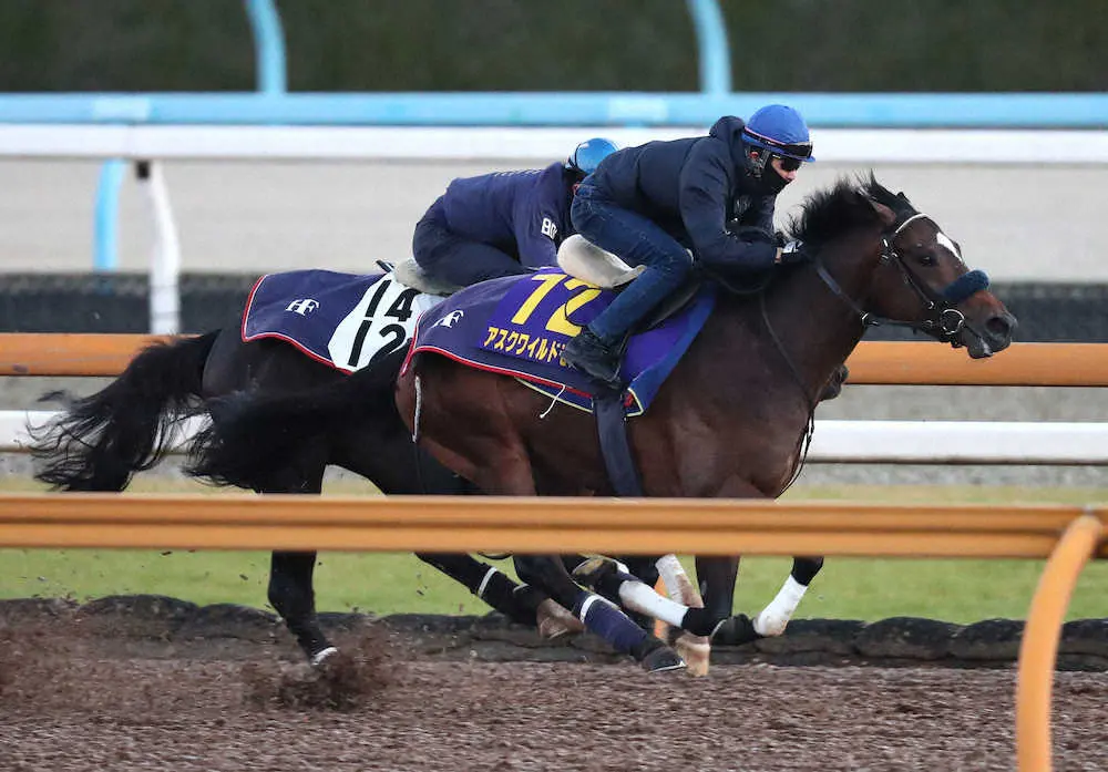 武豊騎手を背にCウッドをトーセンスカイ（左）と併せ馬で追い切るアスクワイルドモア