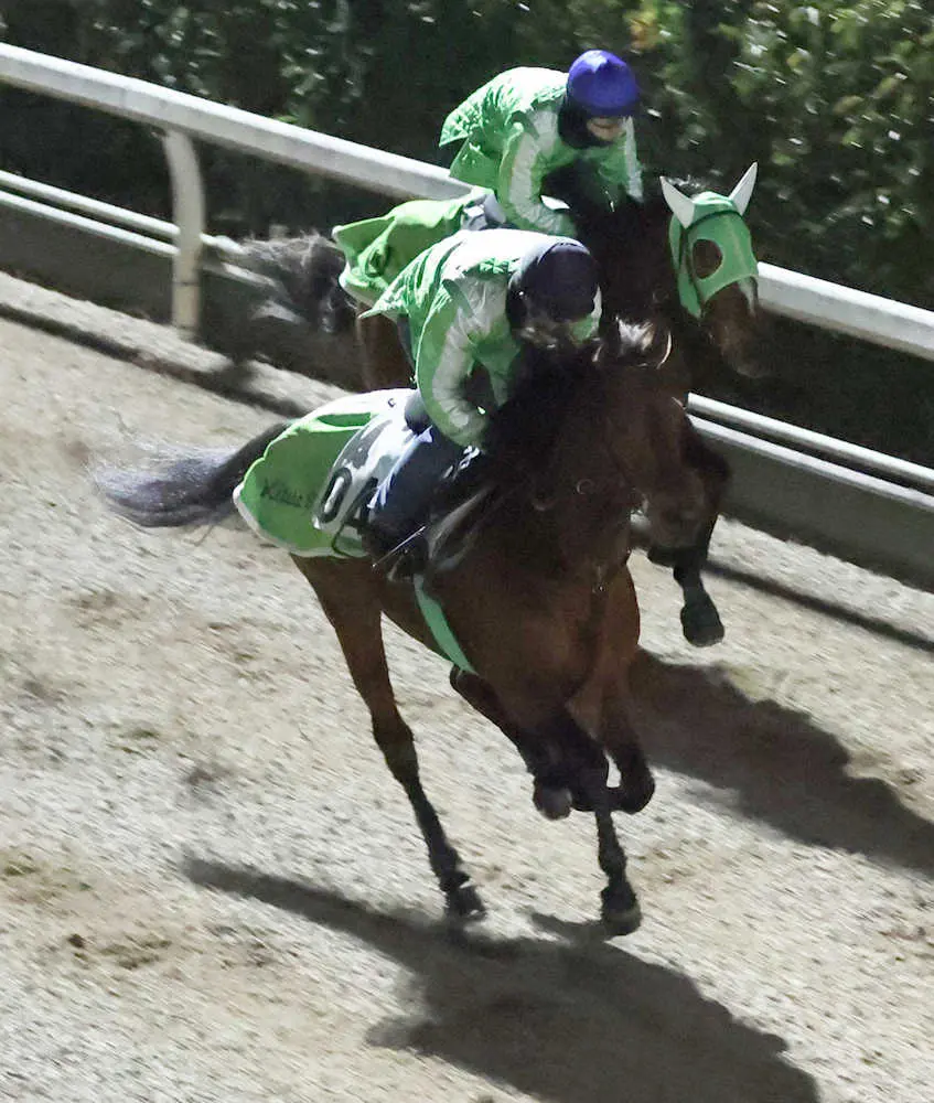 坂路にて併せ馬で追い切るカイザーミノル＝手前（撮影・亀井　直樹）