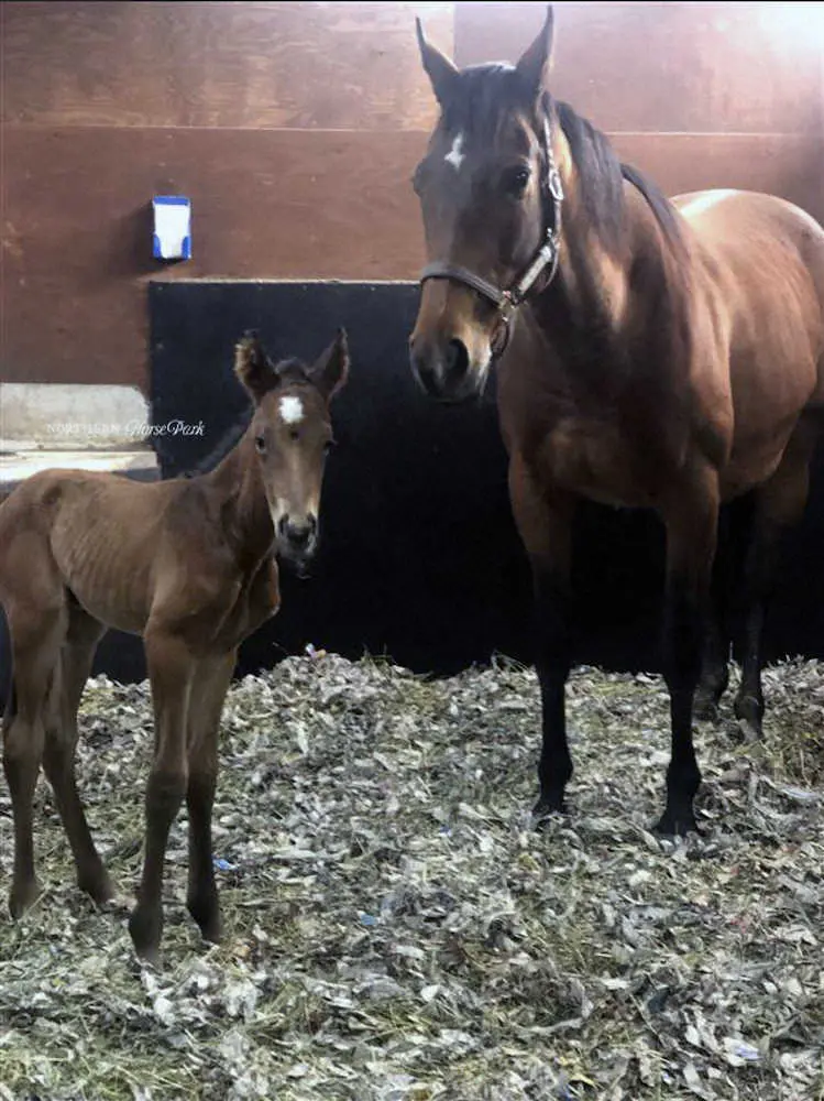 アーモンドアイ（右）と初子の牡馬（父エピファネイア）（ノーザンホースパーク提供）