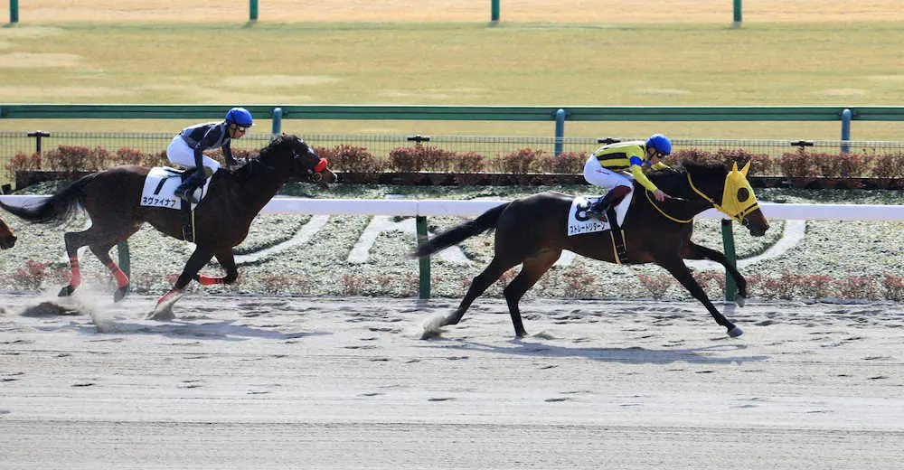 ＜東京3R新馬戦＞レースを制するストレートリターン＝右（撮影・白鳥　佳樹）