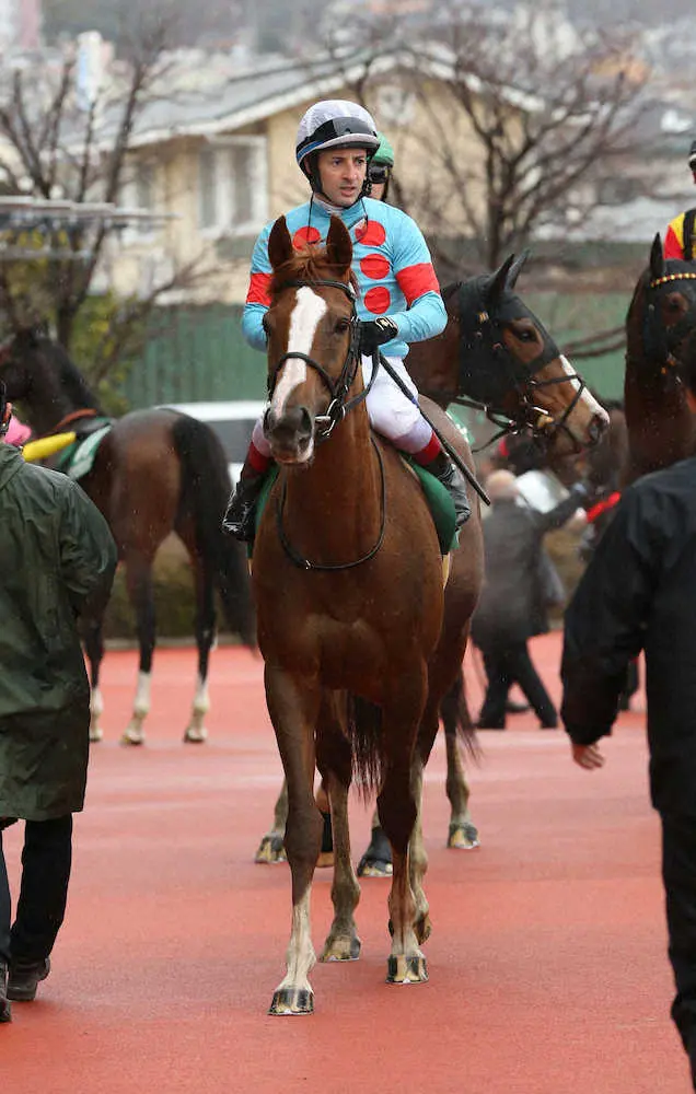 ＜阪神11R・京都牝馬S＞1番人気で2着のスカイグルーヴ（撮影・亀井　直樹）