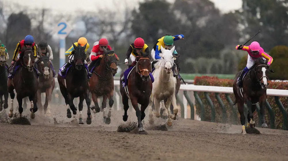 ＜フェブラリーS＞3着に入った白毛馬ソダシ（右から2頭目）（撮影・沢田　明徳）