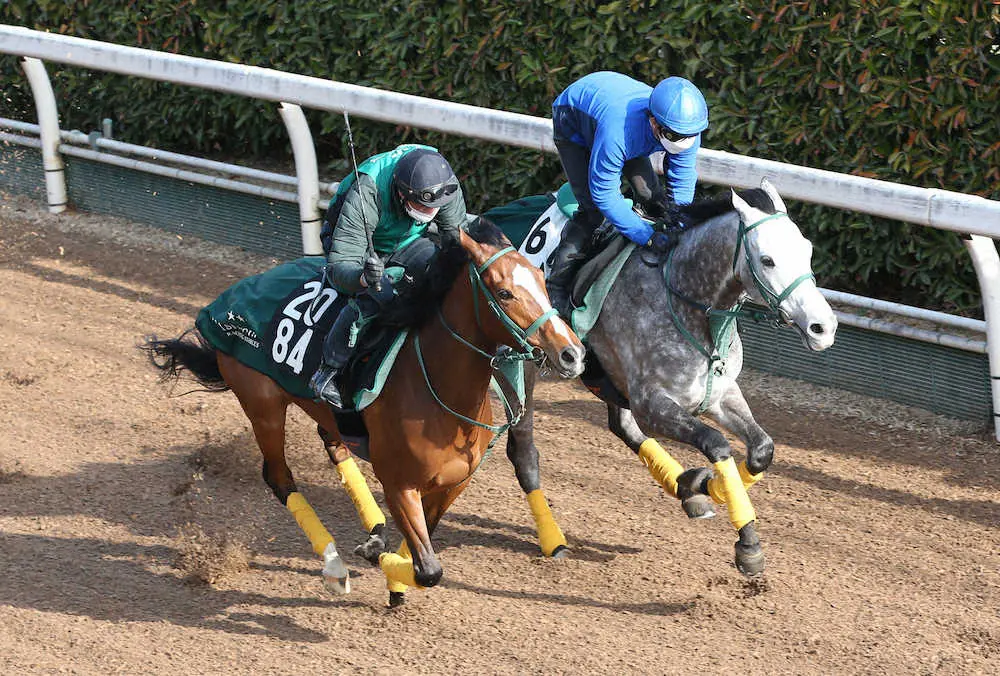 鮫島駿を背に坂路にて併せ馬で追い切るゴースト（右）（撮影・亀井直樹）