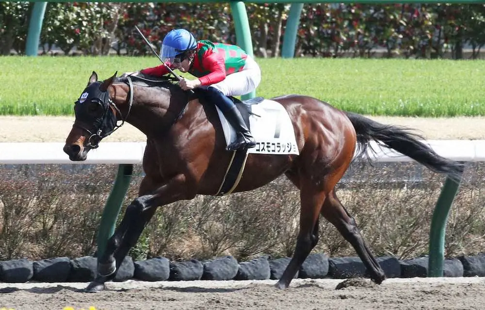 ＜中山7R＞レースを制した（7）コスモコラッジョ。管理する嘉藤師はJRA初勝利（撮影・村上　大輔）