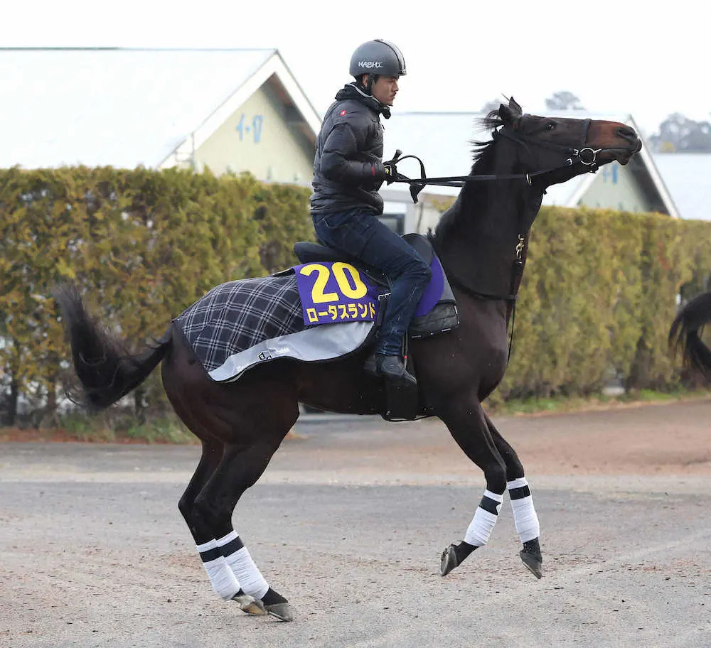 厩舎周りで運動するロータスランド