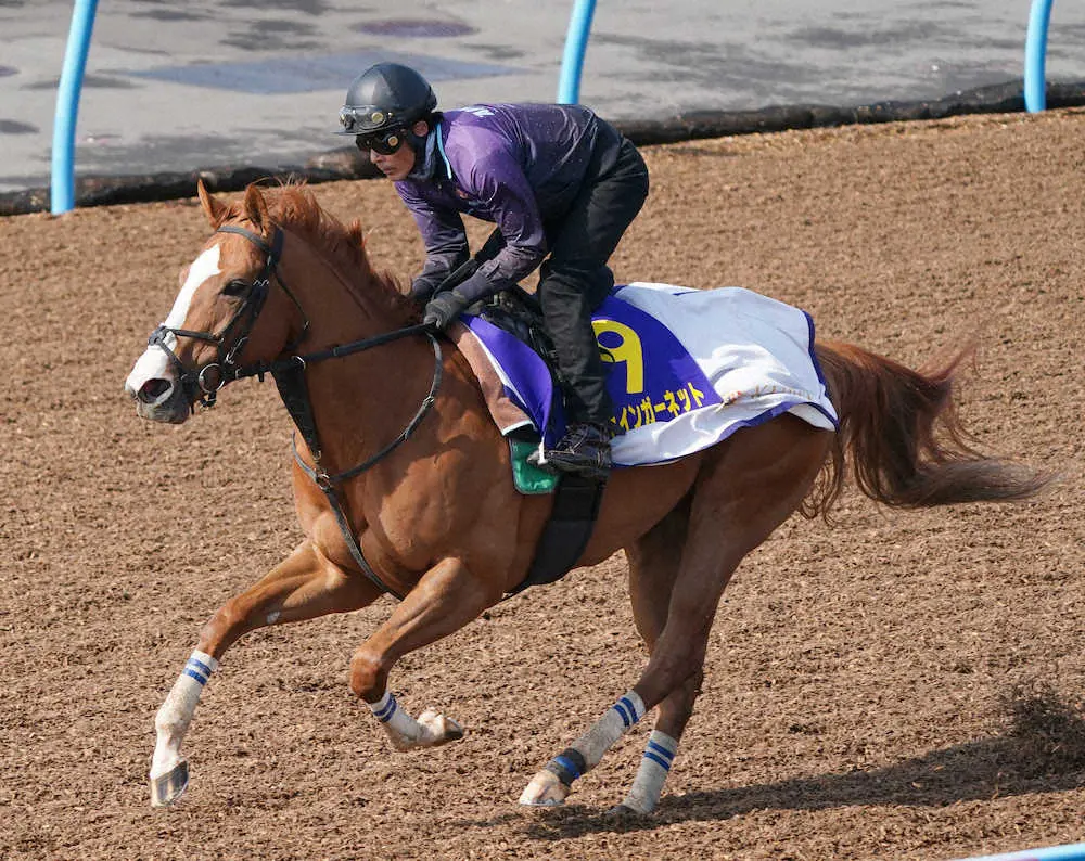 ウッドチップコースで追い切るシャインガーネット（撮影・郡司　修）