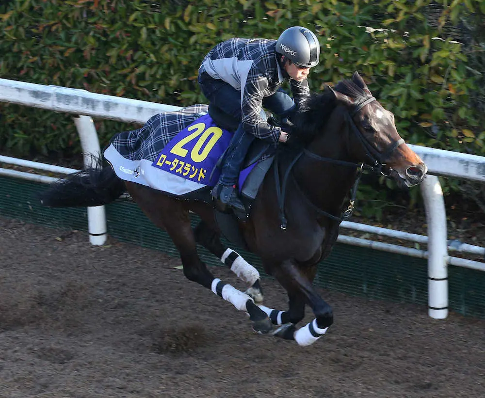坂路で追い切るロータスランド（撮影・亀井　直樹）