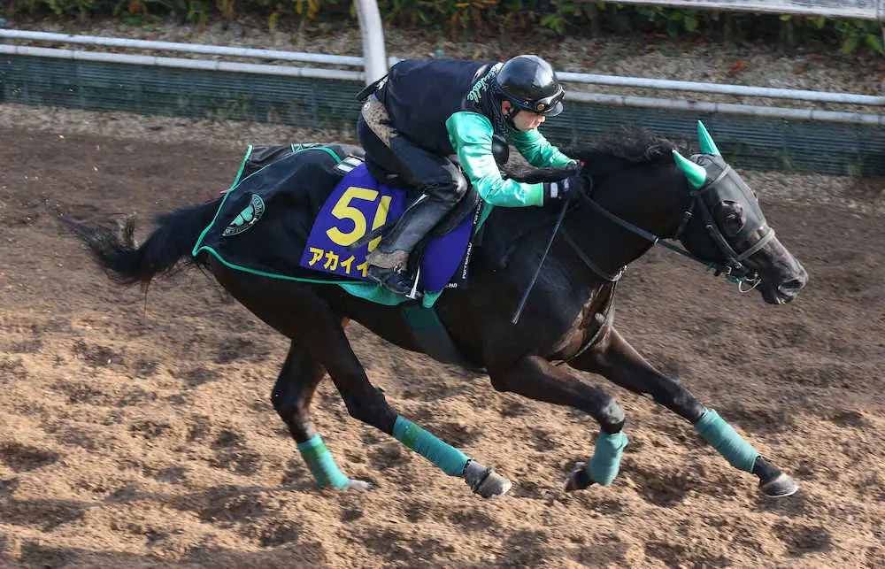 坂路で追い切るアカイイト（撮影・亀井　直樹）