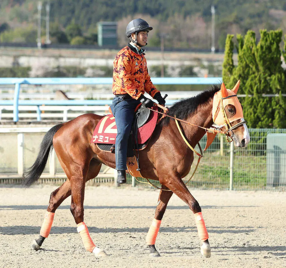 スタンド前で運動するナミュール