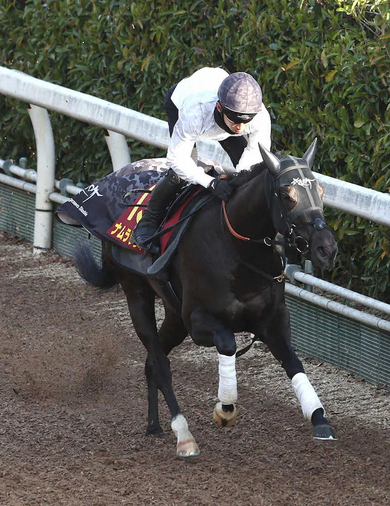 坂路を単走で追い切るナムラクレア
