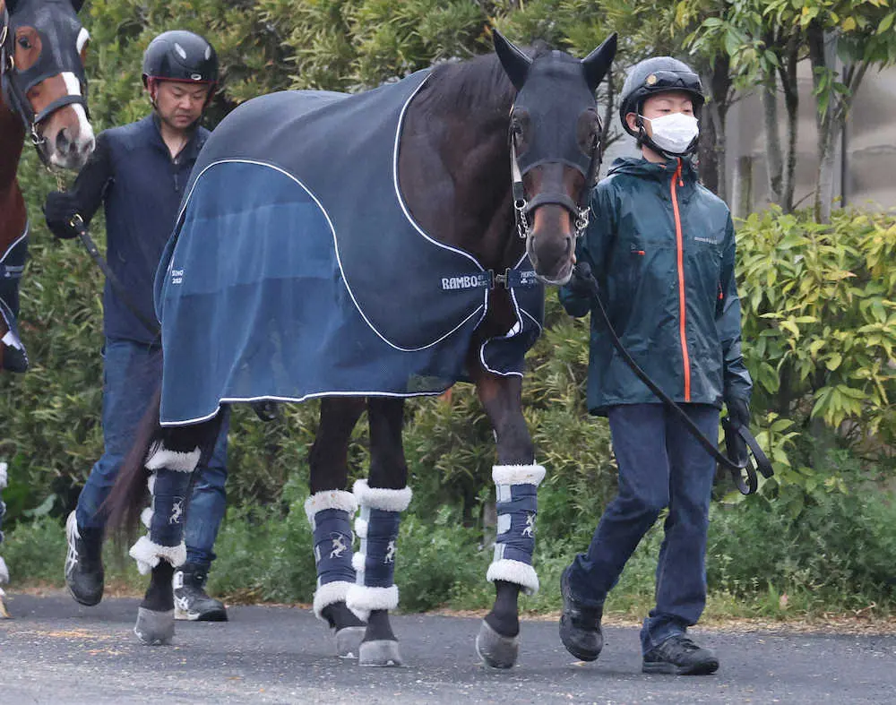 厩舎周りで運動を行うジャスティンロック（撮影・亀井直樹）