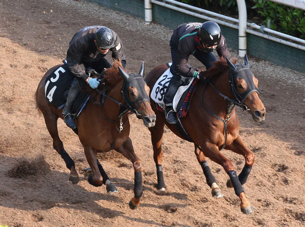 坂路にて併せ馬で追い切るルビーカサブランカ（右）（撮影・亀井直樹）