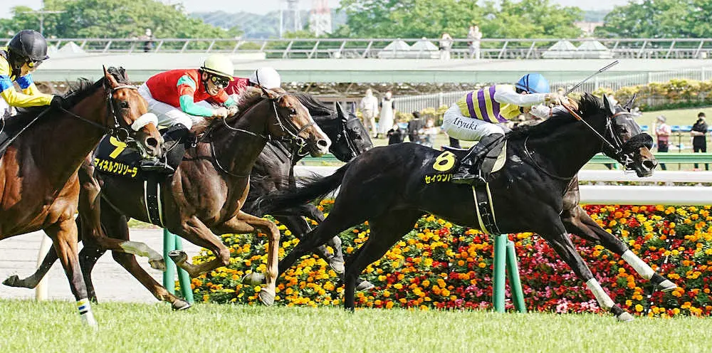 ＜東京11R・プリンシパルS＞快勝したセイウンハーデス（右）＝撮影・郡司　修