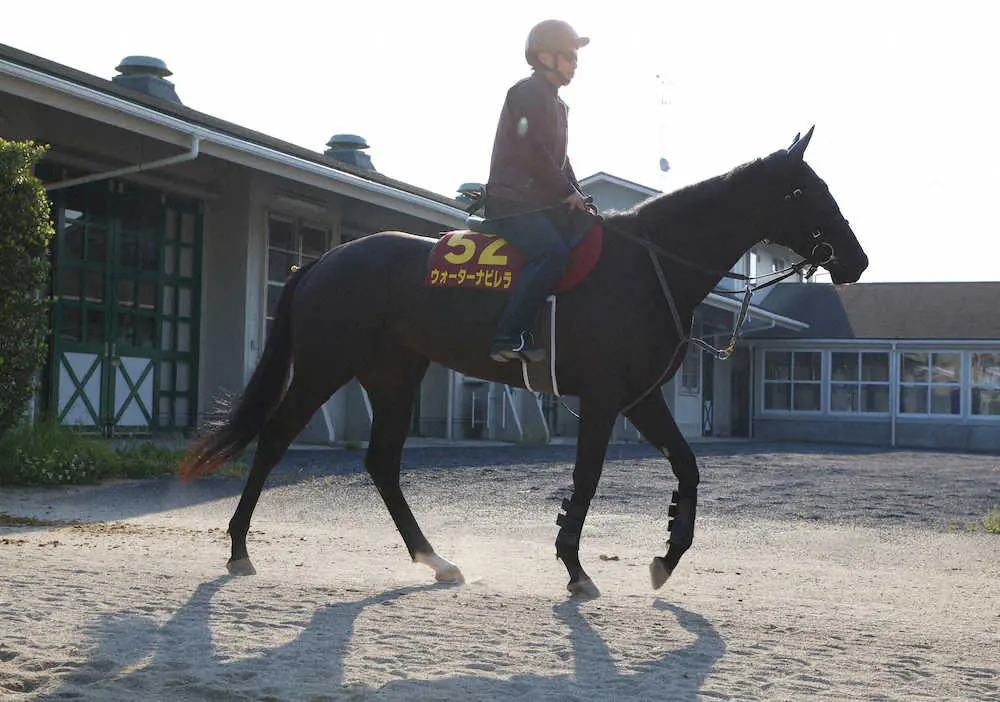 乗り運動をし厩舎に戻るウォーターナビレラ　（撮影・亀井　直樹）
