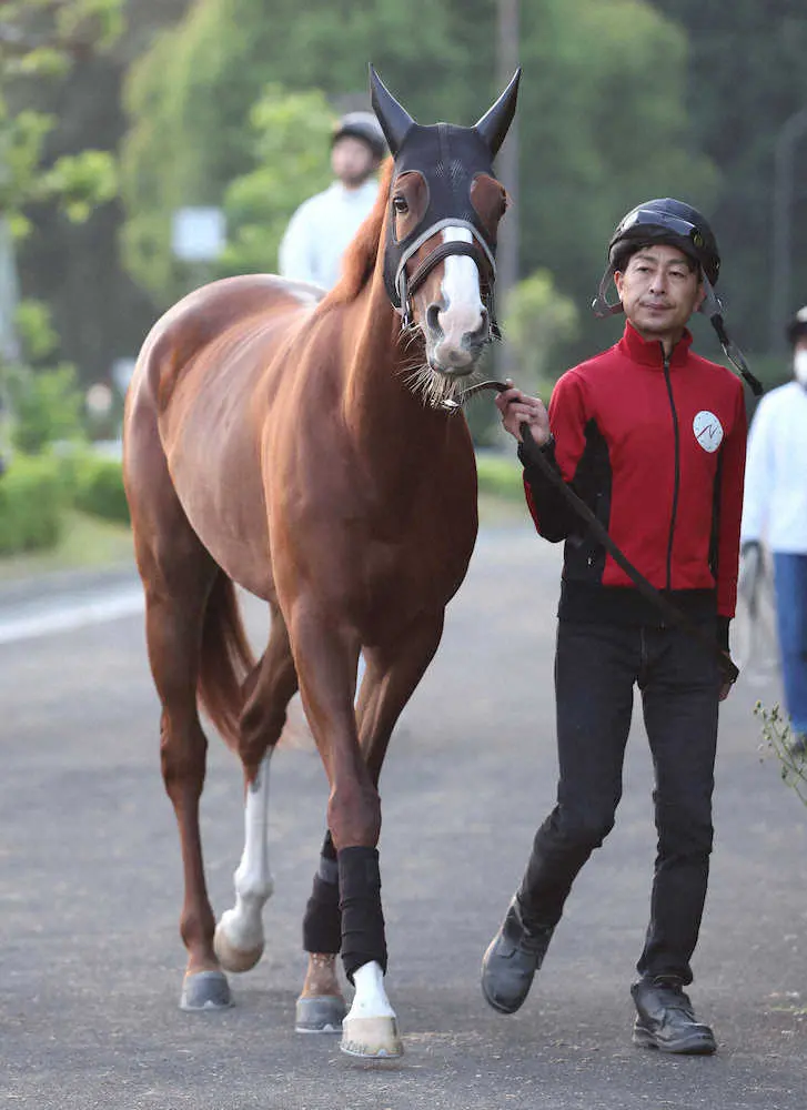 厩舎周りで運動するアートハウス