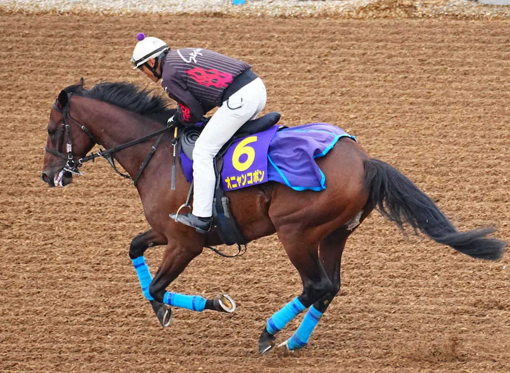 ウッドチップコースで調整するオニャンコポン（撮影・郡司　修）