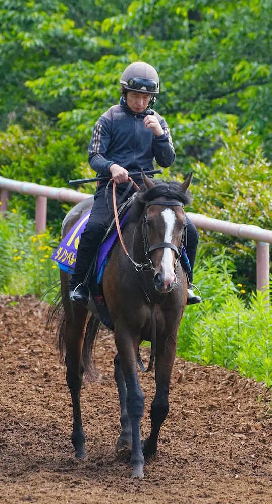 森林馬道から厩舎に引き揚げるダノンベルーガ（撮影・郡司修）