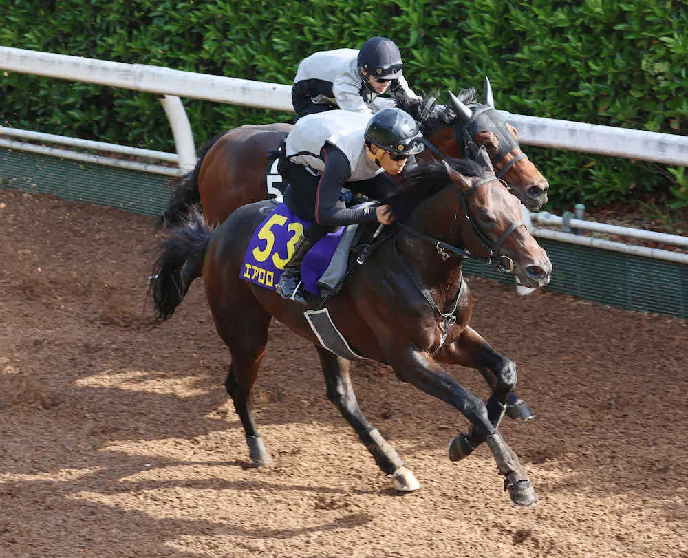 坂路で併せて追い切るエアロロノア＝手前（撮影・亀井　直樹）