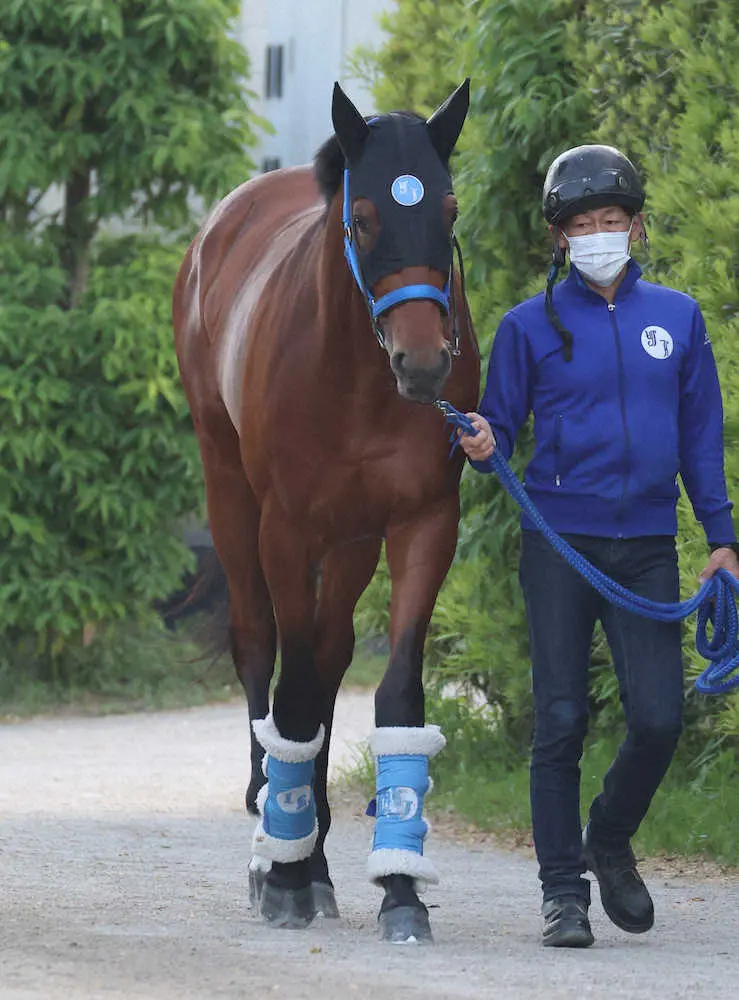 厩舎周りで運動を行うダイヤモンドハンズ（撮影・亀井直樹）